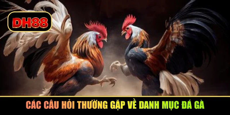 Các câu hỏi thường gặp về danh mục đá gà